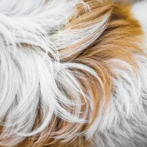 Tierhaaranalyse - Mineralstoffe
